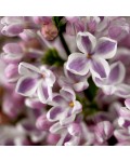 Syringa vulgaris Lila Wonder